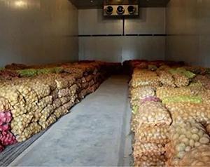建造一千噸紅薯保鮮庫，費用大概在多少？